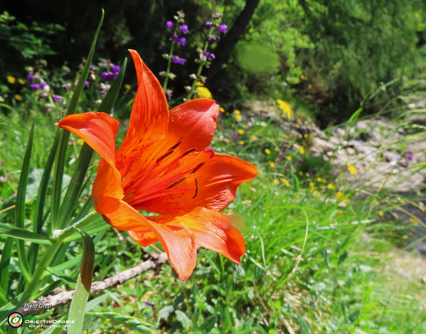 75 Lilium bulbiferum (Giglio rosso).JPG